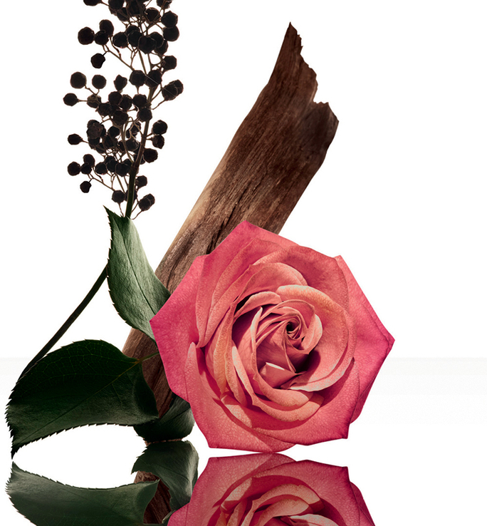 rose musc rose musc